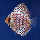 (熱帯魚)レオパードレッドターコイズ・ディスカス(Sサイズ)...