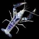 (ザリガニ)一点物 タイゴーストザリガニ トリカラー オス 7cm(1匹) 沖縄別途