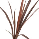 (観葉植物)コルディリネ レッドスター 4号(1鉢)