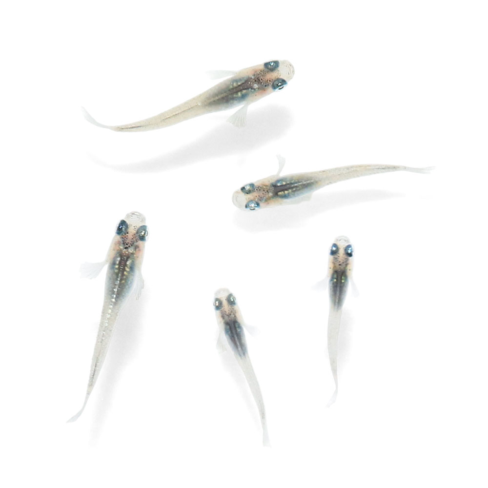 （めだか）無選別　<strong>ネプチューンメダカ</strong>　稚魚（10匹）