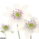 (観)ゆきわりそう 白花 標準花 2.5号(1ポット)