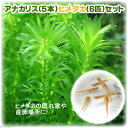 (水草 熱帯魚)アナカリス(輸入品)5本 +ヒメダカ(6匹) セット