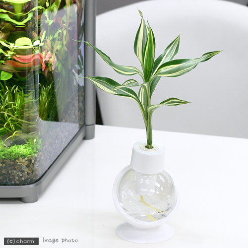 Ūʴտʪʴѡ˥ץץġǥꥢ ڤб_