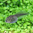(両生類)ベルツノガエル オタマジャクシ(1匹)