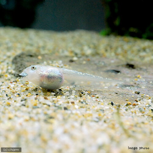 （両生類）アマゾンツノガエル　オタマジャクシ（1匹）　北海道・九州航空便要保温