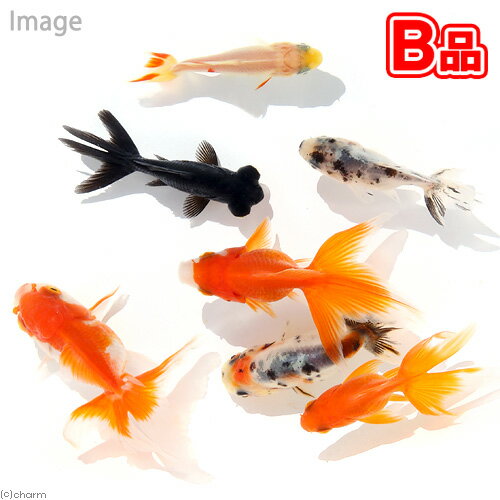 ▼（B品）金魚ミックス(10匹)