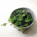 (水草)私の小さなアクアリウム ~ときめき かわいい丸葉のアマゾンチドメグサ(益子焼 脚付中鉢 白)~ 本州・四国限定