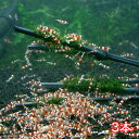 (水草)巻きたて 特選竹炭 棒状 ウィローモス付き(3本)