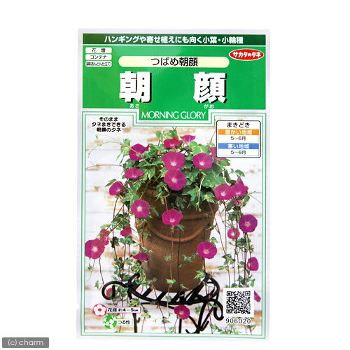 花の種　朝顔（つばめ朝顔）　品番：906−020【サカタのタネ】【関東当日便可】