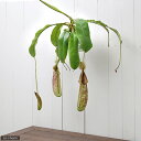(食虫植物)ウツボカズラ ネペンテス ダイエリアーナ 5号(1鉢)(吊り鉢タイプ)