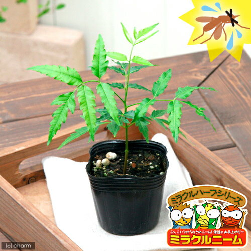 （観葉）ハーブ苗　ミラクルニーム　3号（1ポット）　虫除け植物...:chanet:10123773