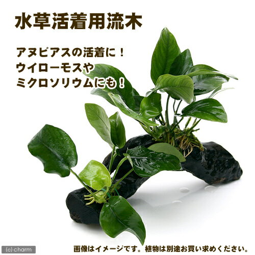 《形状お任せ》水草活着用流木（約10〜15cm）　3本セット（ビニタイ付）【関東当日便】【HLS_DU】