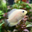 (熱帯魚)ゴールデン・セベラム(1匹)
