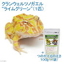(両生類)クランウェル・ツノガエル ライムグリーン(1匹) +つのがえるのえさ 100g 沖縄・離島不可 航空便不可