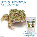 (両生類)クランウェルツノガエル グリーン(1匹) +つのがえるのえさ 100g 沖縄・離島不可 航空便不可