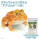 (両生類)クランウェル・ツノガエル アプリコット(1匹) +つのがえるのえさ 100g 沖縄・離島不可 航空便不可