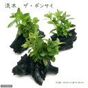 (水草)流木 ザ ボンサイ Sサイズ(水上葉)(無農薬)(3本)(約15cm)