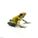 (両生類)モウドクフキヤガエル イエロー(1匹) 沖縄・離島不可 航空便不可