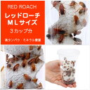 (生餌)レッドローチ ML サイズミックス 3カップ分 爬虫類 大型魚 餌 エサ
