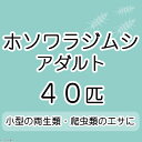 (生餌)ホソワラジムシ アダルト(40匹) 北海道・九州航空便要保温
