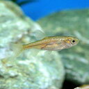 (淡水魚)カワバタモロコ(1匹)