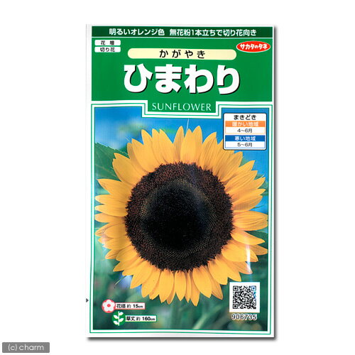 花の種　ひまわり（かがやき）　品番：906−735【サカタのタネ】【関東当日便】
