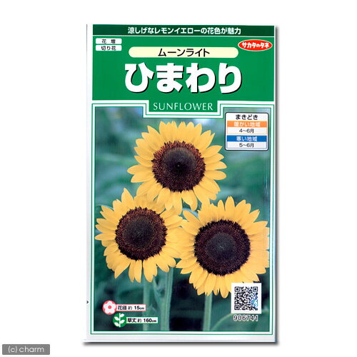 花の種　ひまわり（ムーンライト）　品番：906−741【サカタのタネ】【関東当日便】