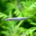 (熱帯魚)ゴールデン・デルモゲニー(3匹) 北海道・九州航空便要保温