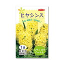 (観葉植物)ヒヤシンス球根(水栽培向き) 黄色(シティオブハーレム)(1球)