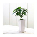 (観葉)コーヒーの木 陶器鉢植え タワーS WH(1鉢) 受け皿付き