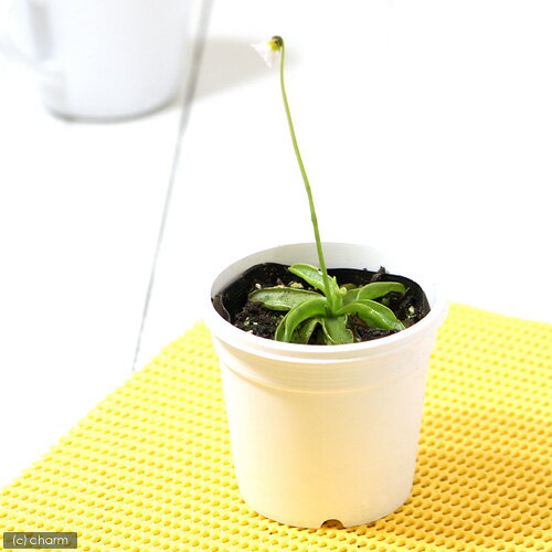 虫を捕食する脅威の植物！一風変わったインテリアにも！（食虫植物）ムシトリスミレ　プリムリフロラ　白花　3号（1ポット）