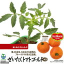 (観葉)デルモンテ 野菜苗 トマト ぜいたくトマトゴールド(オレンジ色大玉) 3号(1ポット) 家庭菜園