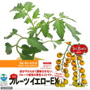(観葉)デルモンテ 野菜苗 トマト フルーツイエローEX(黄色ミニトマト) 3号(1ポット) 家庭菜園