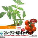 (観葉)デルモンテ 野菜苗 トマト フルーツゴールドギャバリッチ(オレンジ色中玉トマト) 3号(1ポット) 家庭菜園