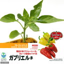 (観葉)デルモンテ 野菜苗 パプリカ ガブリエル 赤(フルーティーパプリカ) 3号(1ポット) 家庭菜園