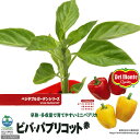 (観葉)デルモンテ 野菜苗 パプリカ ビバ・パプリコット赤 3号(1ポット) 家庭菜園