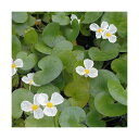 (ビオトープ)水辺植物 トチカガミ(6株) 浮葉植物