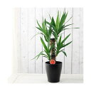(観葉植物)ユッカ 青年の木 2本立 6号(1鉢)