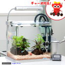 グッピー飼育をチャーボが応援!《後日生体》■《お一人様1点限り》チャーボのおすすめ!ビギナー向け水槽セット グッピーと水草●(説明書付) 【あす楽対応_関東】