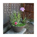 (ビオトープ)(めだか)豪華ビオトープフルセット(ビオ植物10種+睡蓮鉢(スイレン鉢) 益子焼 彩(SAI)渦潮 焼締) 本州・四国限定