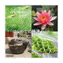(ビオトープ/睡蓮)はじめての睡蓮セット メダカ付 姫睡蓮(スイレン)桃+益子焼 彩 炭化+ヒメダカ+浮草他 説明書付 本州・四国限定