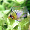 (熱帯魚)グラスバルーン・ラミレジィ(1匹)