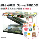 50Hz 60cm水槽セット 楽しい水族館 フレーム水槽600 5点 50Hz(東日本用) おまけ付 初心者 沖縄別途送料 関東当日便
