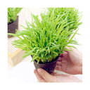 (観葉植物)スーダングラス 猫草 ネコちゃんの草 直径8cm...