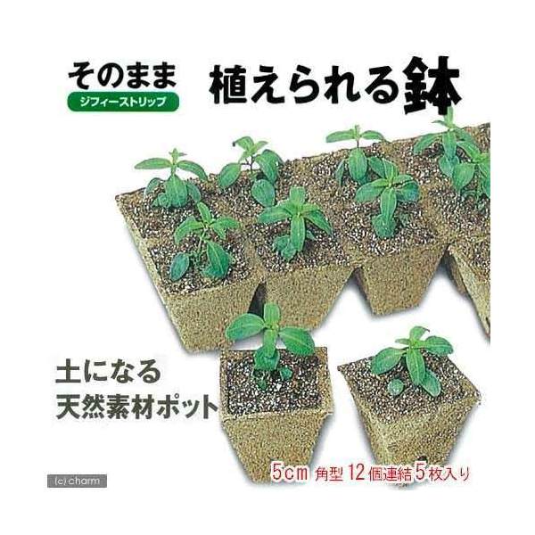 ジフィーストリップ（そのまま植えられる鉢）　角型5cm・12個連結5枚入【サカタのタネ】【関東当日便】