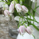 【メール便340円★】造花 アンティーク フェイクグリーン ...