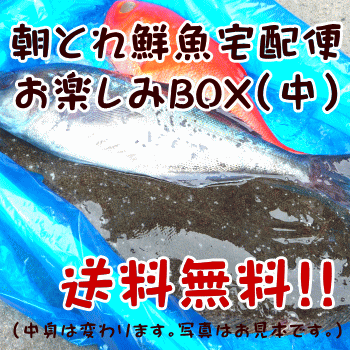 朝とれ鮮魚宅配便　お楽しみBOX（中） 送料無料