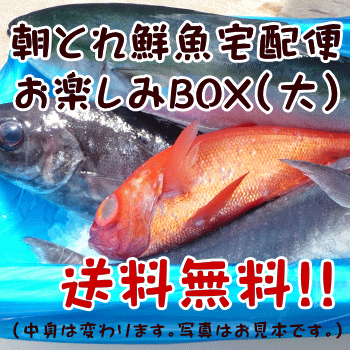 朝とれ鮮魚宅配便　お楽しみBOX（大）　送料無料