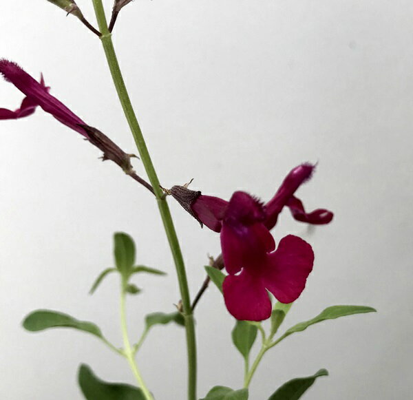 【選べる宿根サルビア】チェリーセージ 3.5号苗(C17)