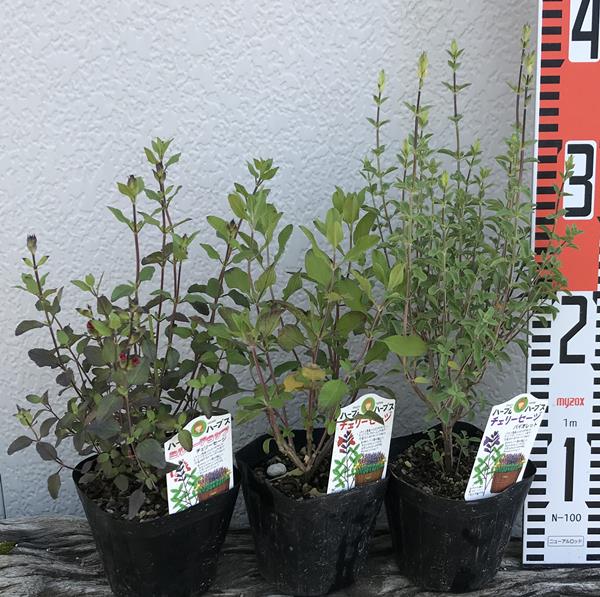 ■ハーブ苗■カリフォルニア ホワイトセージ(サルビア アピアナ)10.5cmポット苗